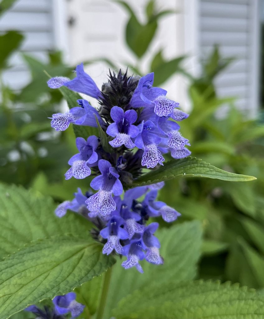purple blue bloom of purrsian blue catmint
