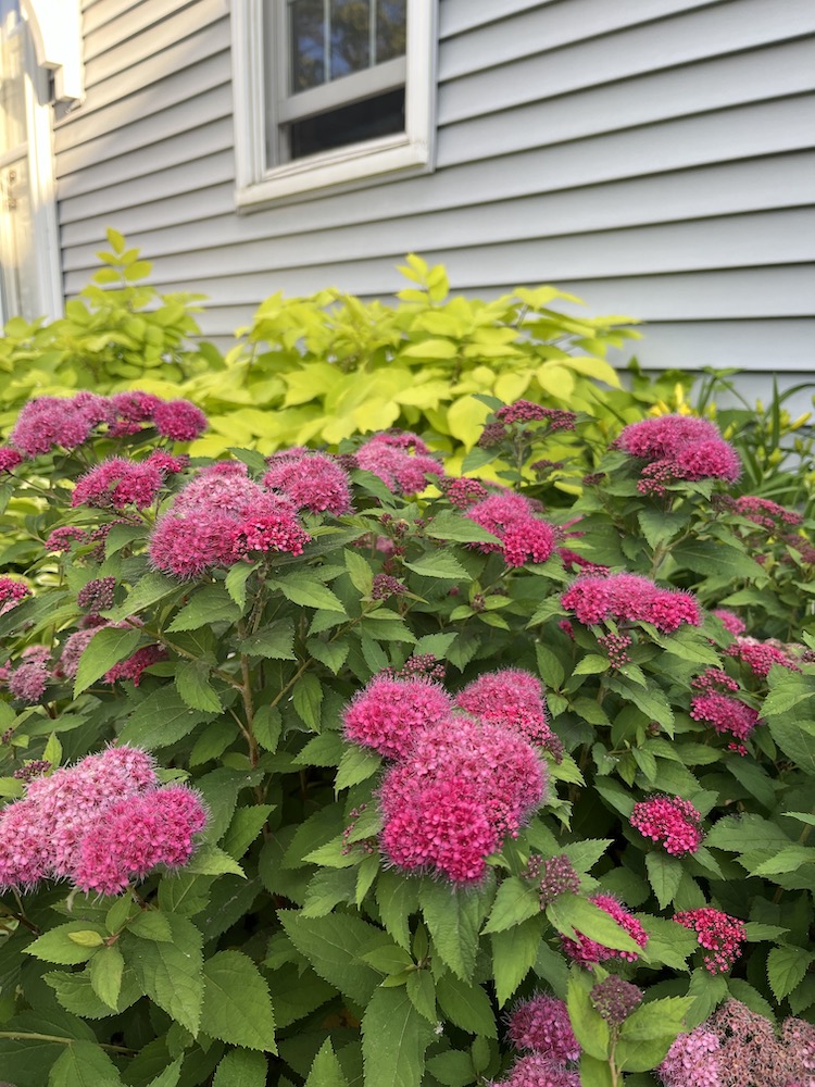 spirea in bloom with sun king aralia behind it. This is a shrub deer don't like
