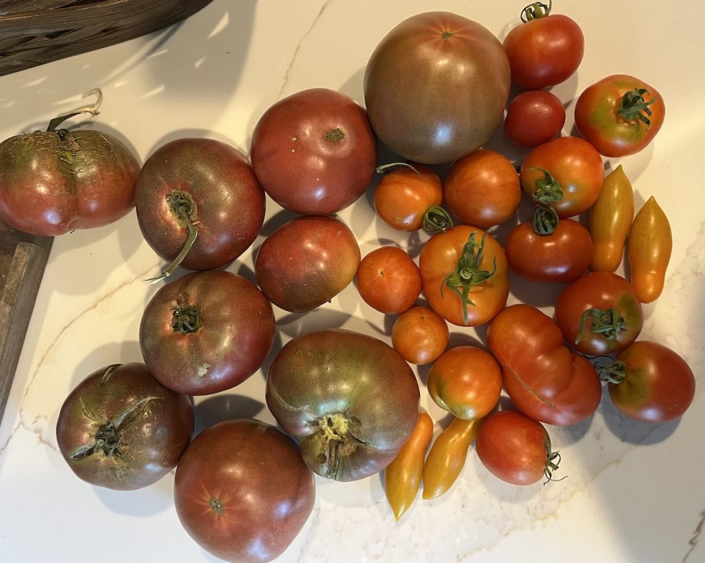 a group of tomatoes on a white counter top