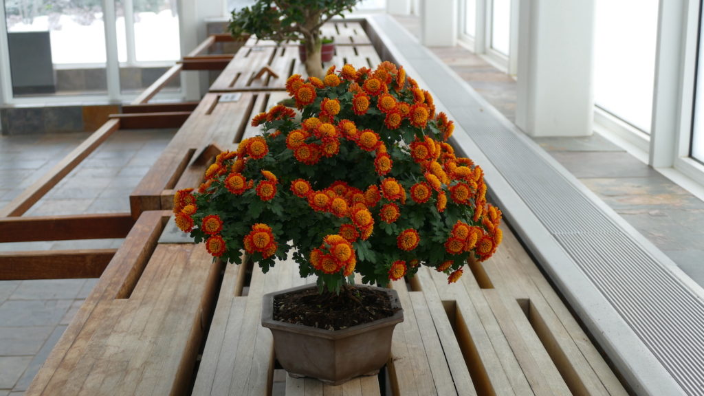Green bonsai plant with orange flowers
