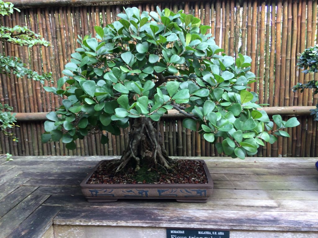 Ficus tree bonsai form on table outdoors