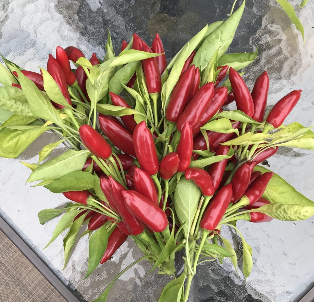 Bouquet of red, long peppers after harvest