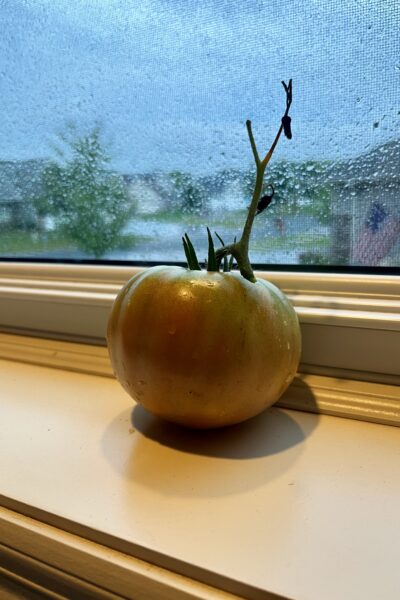 problem tomato on shelf