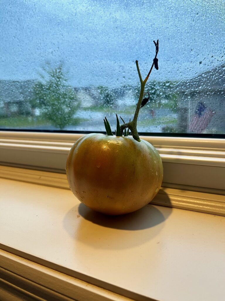 pink tomato ripens on window sill 