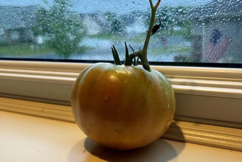 problem tomato on shelf