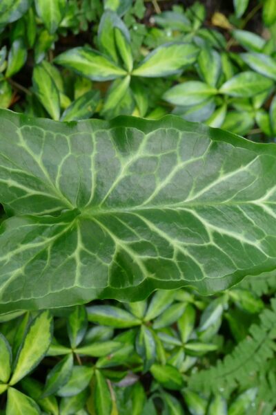 leaves that demonstrate garden texture