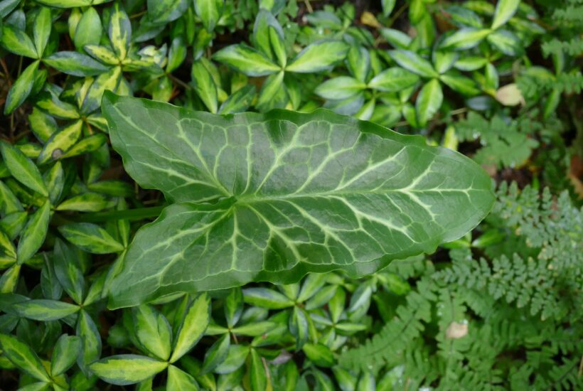 leaves that demonstrate garden texture