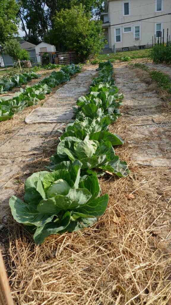 paths covered in burlap and straw surround big cabbages at an urban community garden