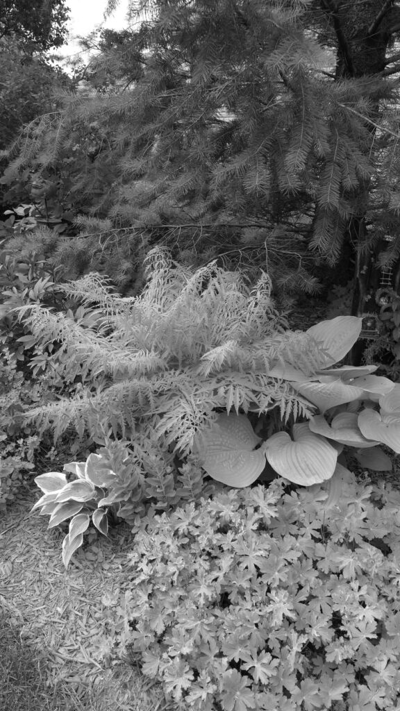 black and white photo of a garden with plants of different textures