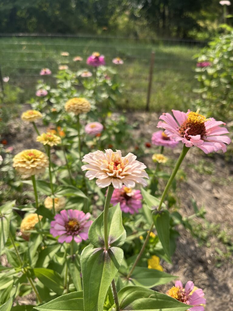 A long row of pastel colored zinnia flowers growing in a community garden