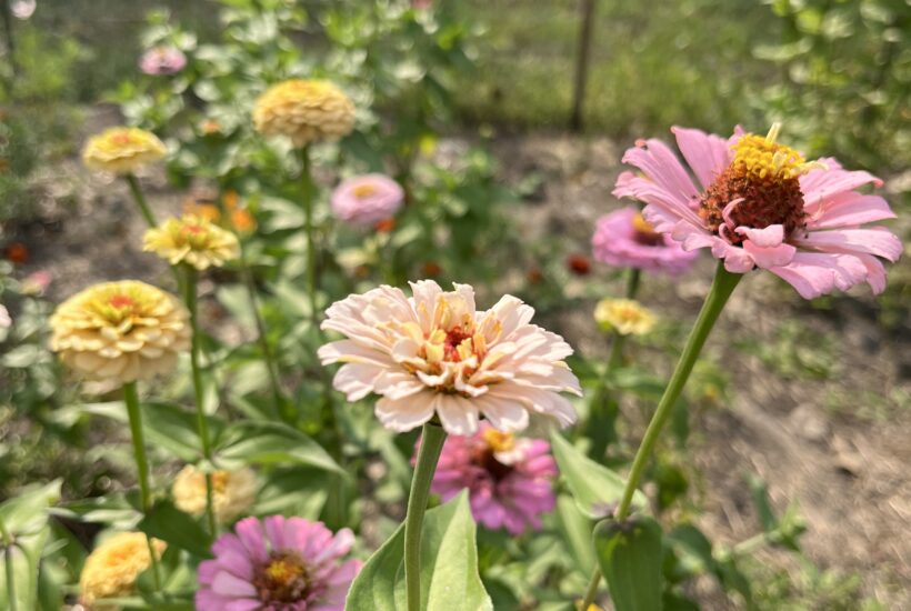 A row of zinnias in a community garden