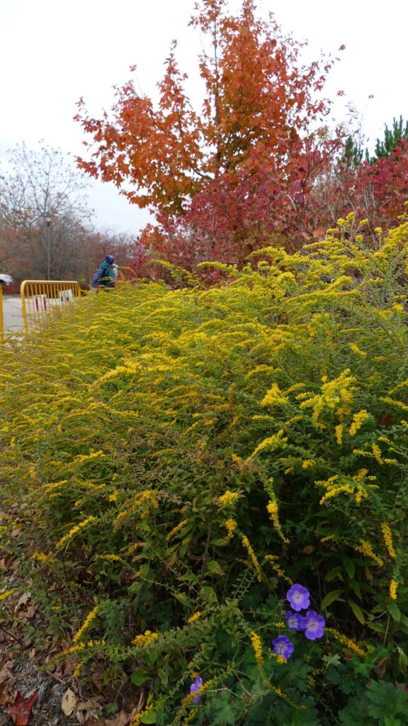 goldenrod in fall