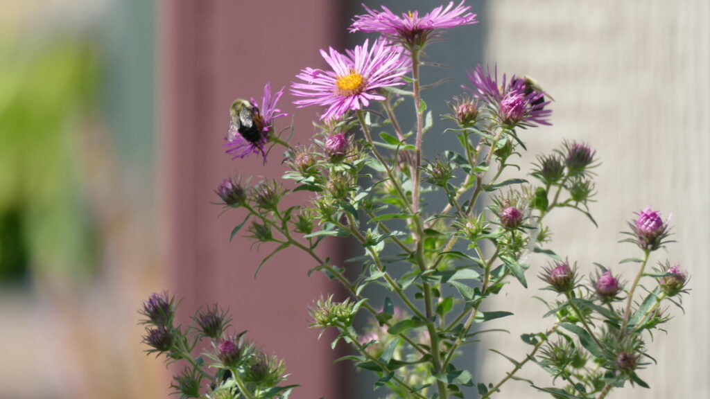 bee on pink and yellow aster