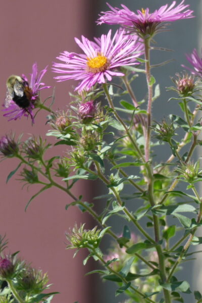 bee on pink and yellow aster