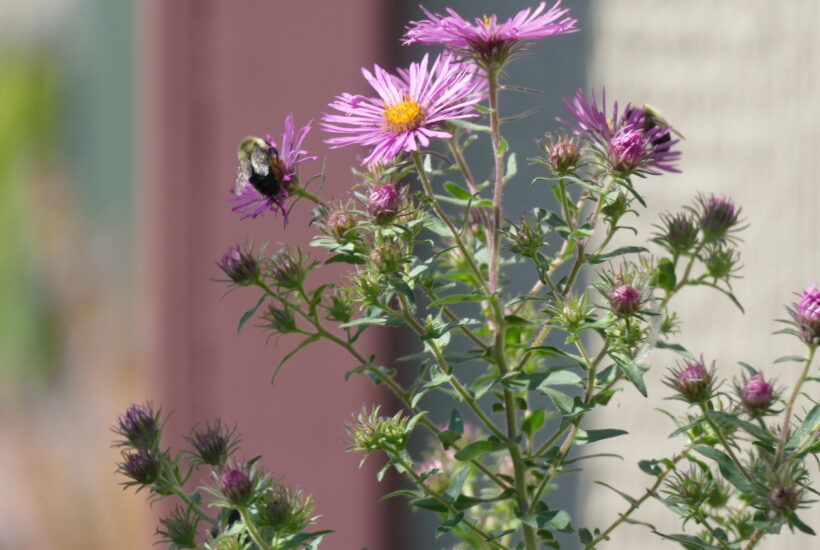 bee on pink and yellow aster