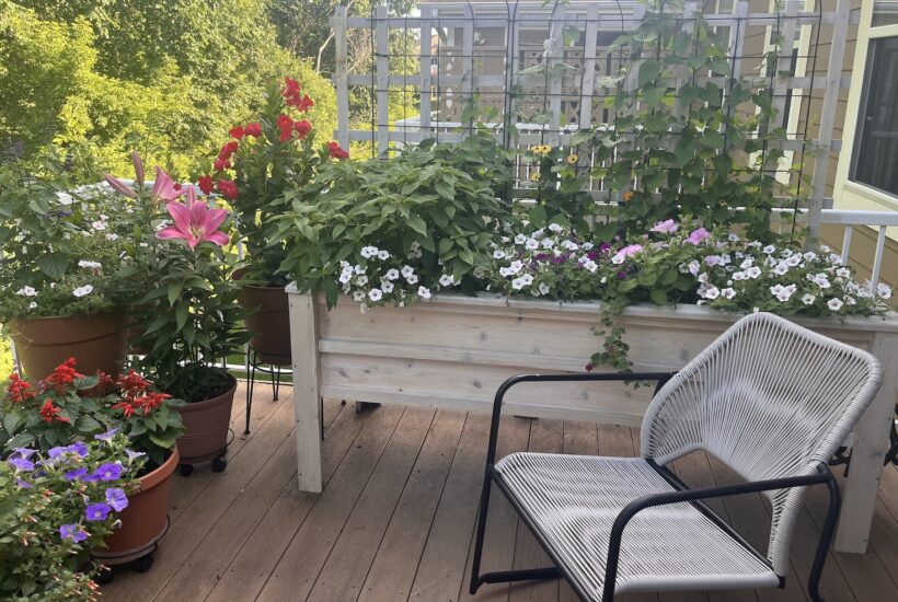 deck garden with chair in summer