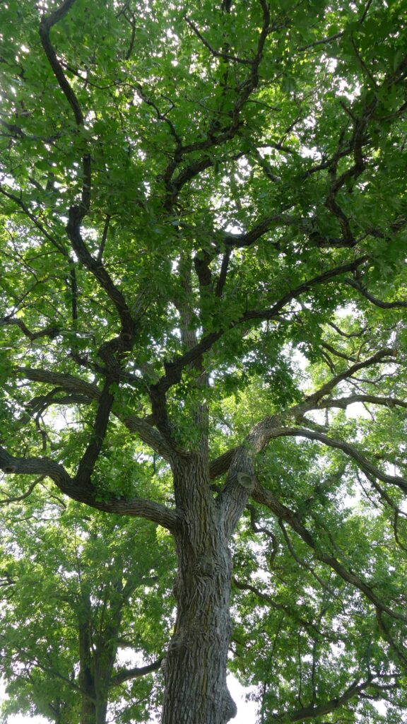 canopy view of old oak tree