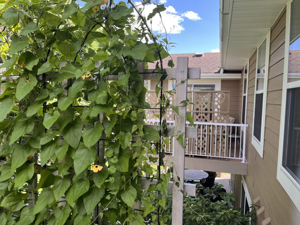 wall of greenery looking at another deck with a screen