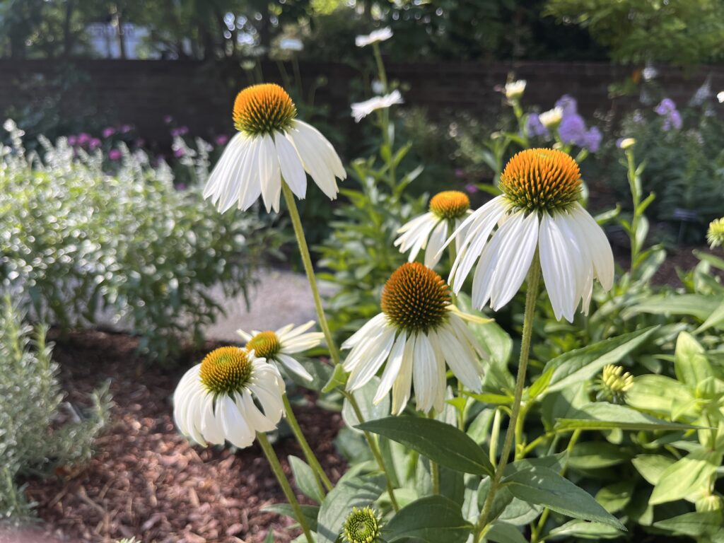 White coneflowers in cutting garden