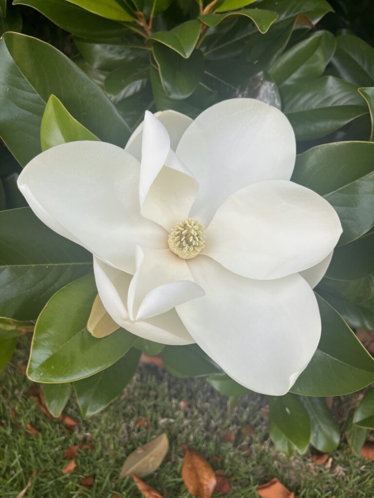 White magnolia flower on green leaf background